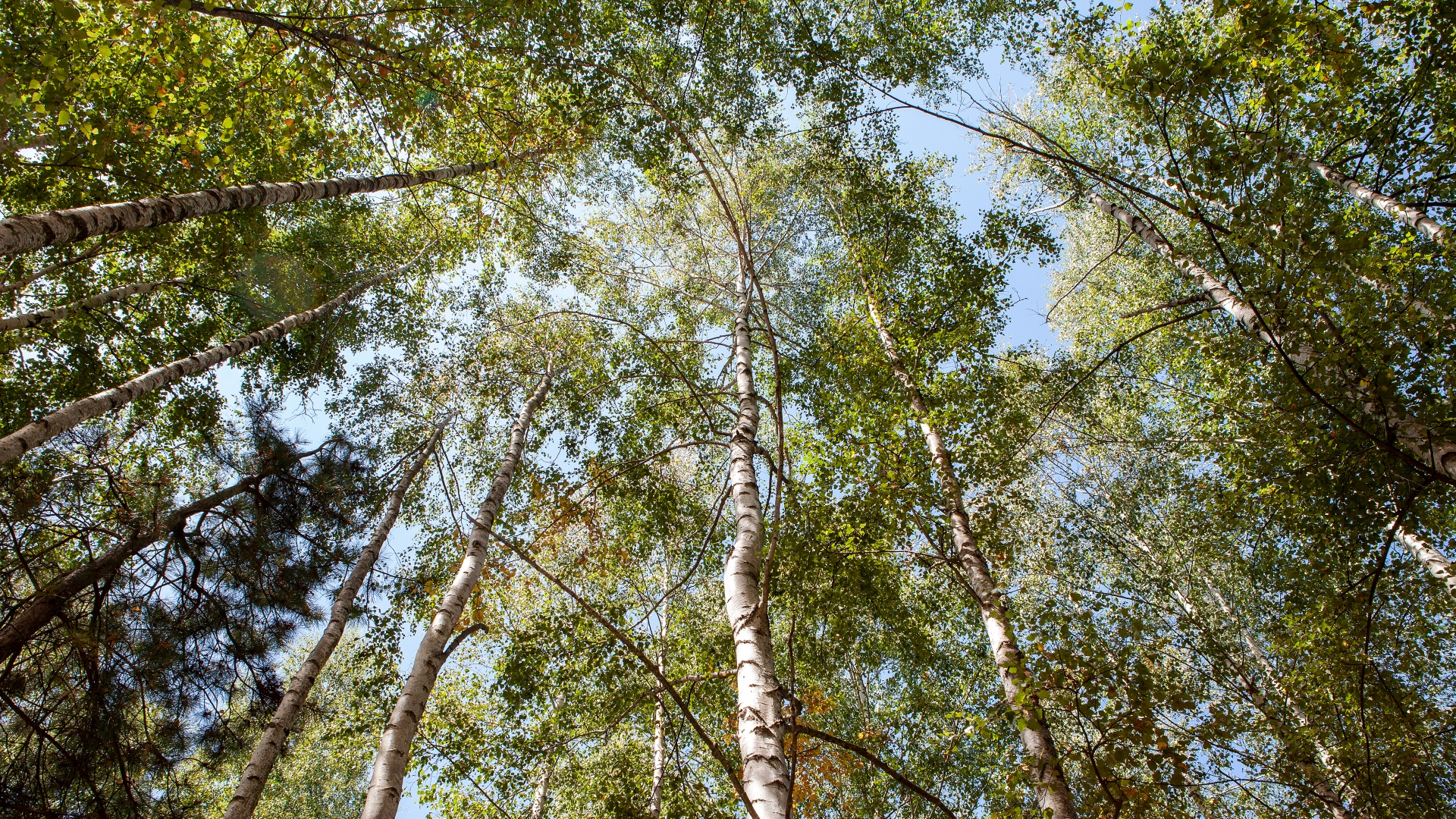 Rakija od jabuke sa brezovom vodom: eksperiment sa Velikog Brda